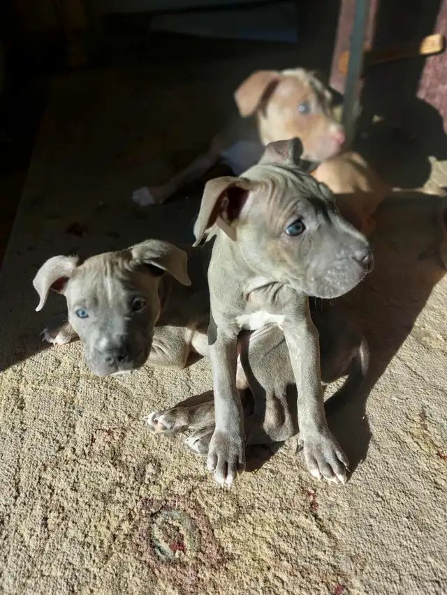 PUPPIES READY FOR HOMES! - Photo 2