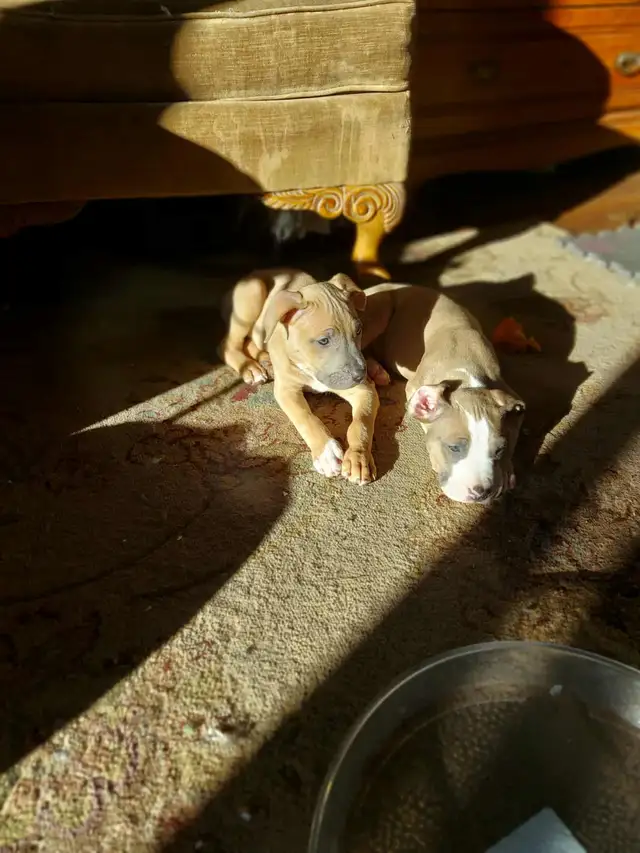 PUPPIES READY FOR HOMES! - Photo 3