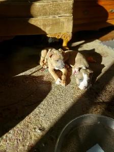 PUPPIES READY FOR HOMES! - Photo 3