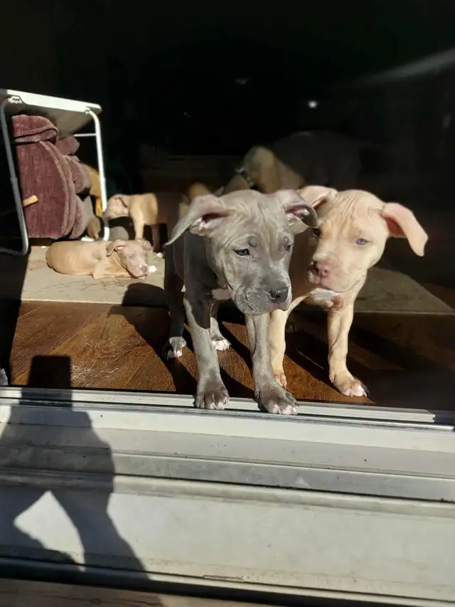 PUPPIES READY FOR HOMES! - Photo 4