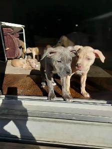 PUPPIES READY FOR HOMES! - Photo 4