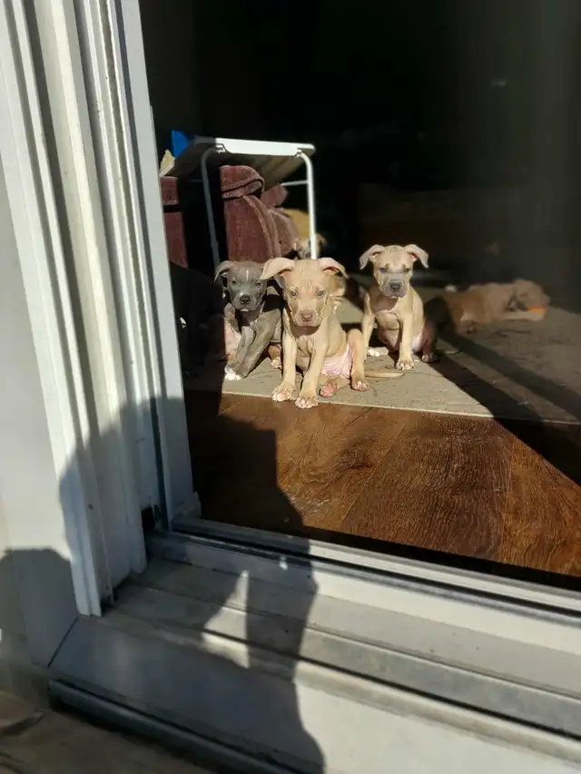 PUPPIES READY FOR HOMES! - Photo 5