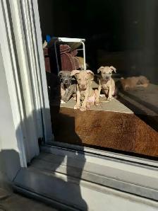 PUPPIES READY FOR HOMES! - Photo 5