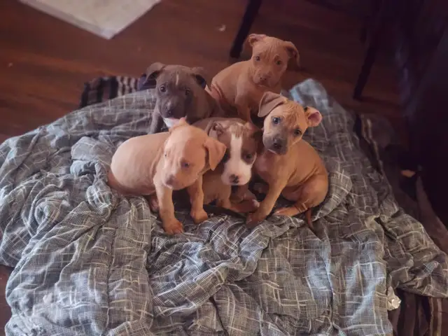 PUPPIES READY FOR HOMES! - Photo 6