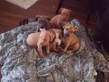 PUPPIES READY FOR HOMES! - Photo 6