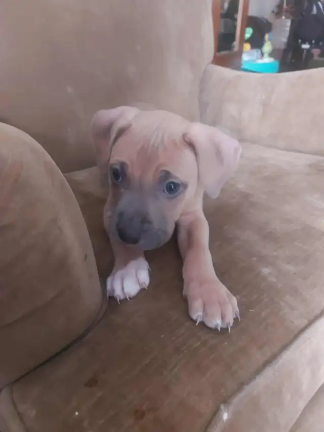 PUPPIES READY FOR HOMES! - Photo 7