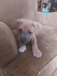 PUPPIES READY FOR HOMES! - Photo 7