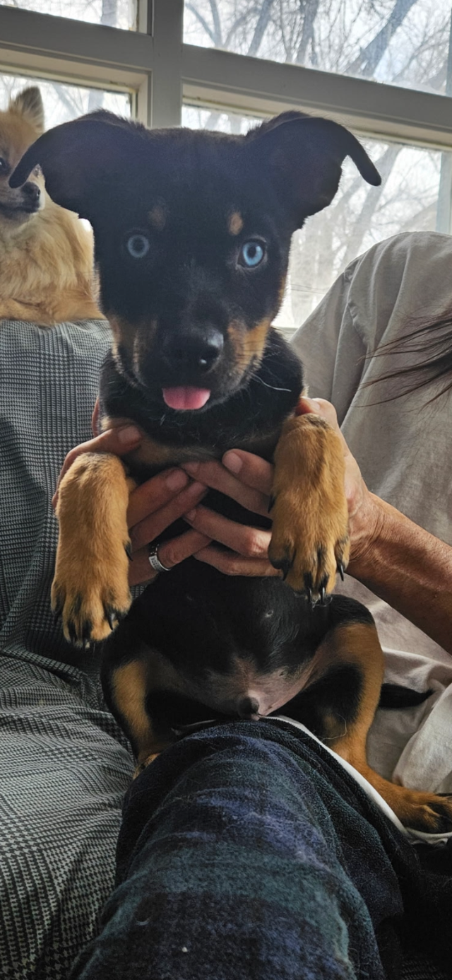 Rottweiler Pomski Cross