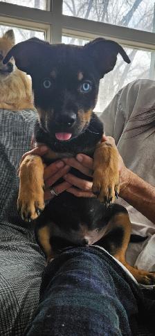 Rottweiler Pomski Cross