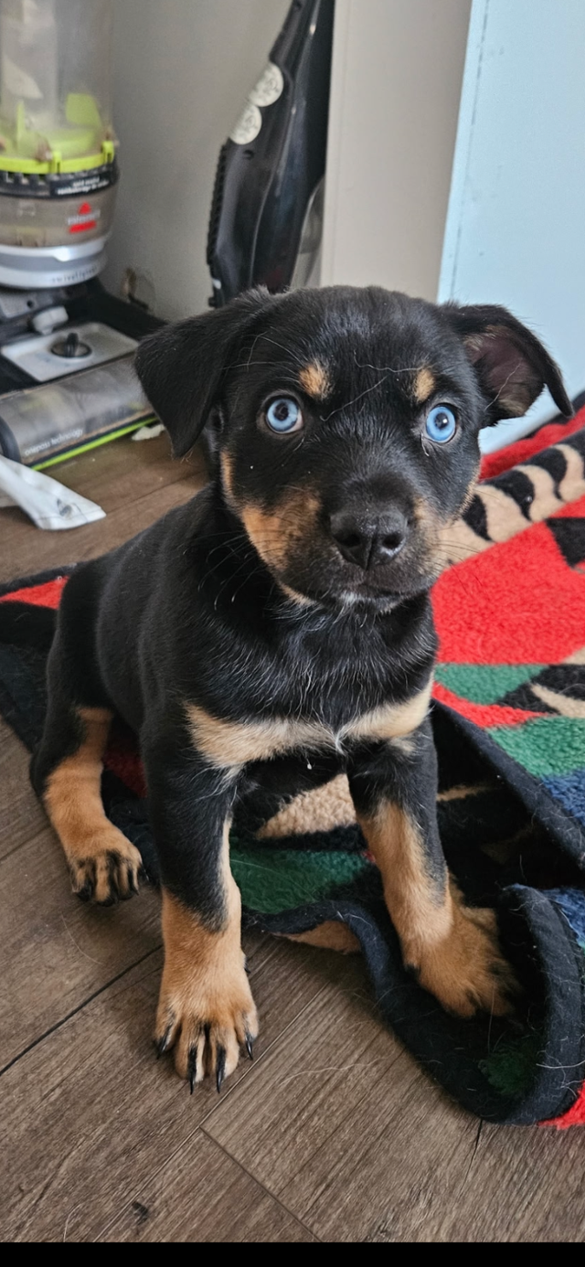 Rottweiler Pomski Cross - Photo 2