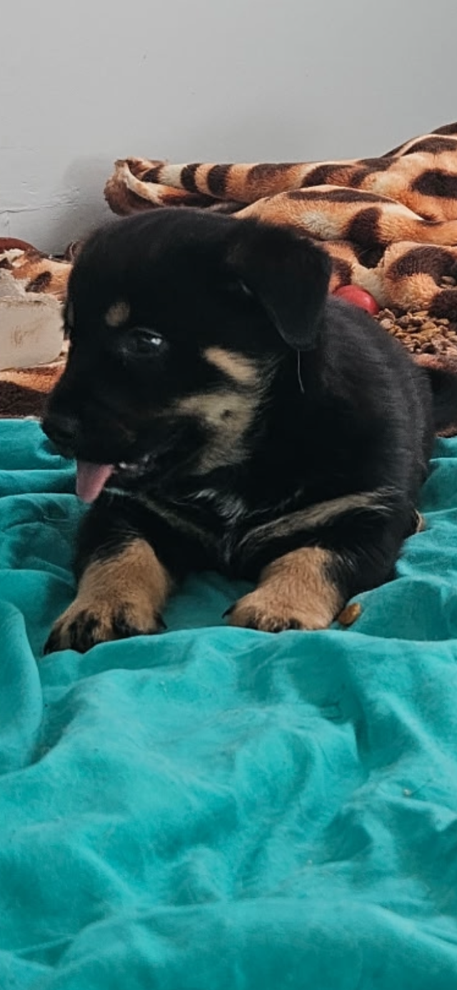 Rottweiler Pomski Cross - Photo 3