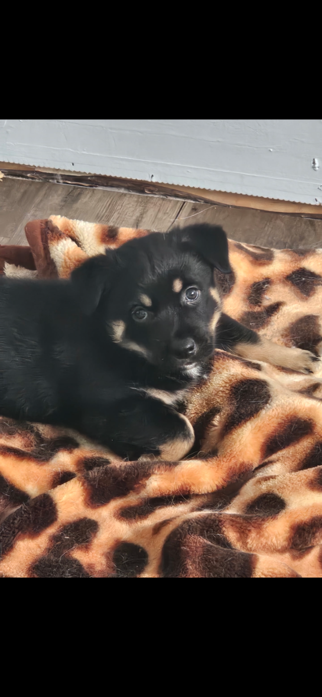 Rottweiler Pomski Cross - Photo 4