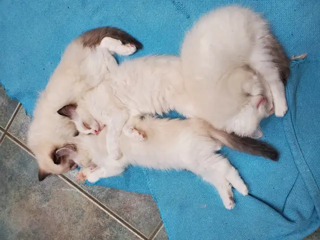 Lovely Ragdoll 'Swifty' kittens - Photo 3