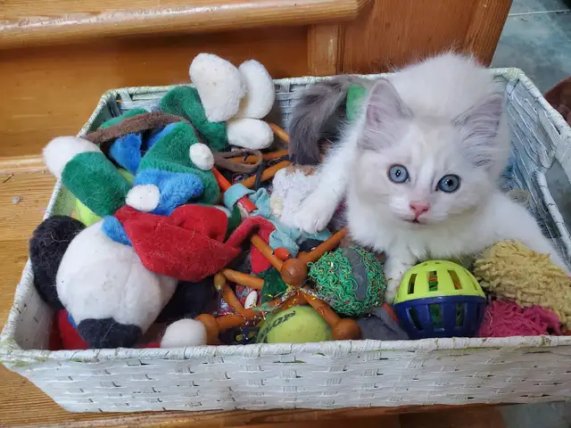 Lovely Ragdoll 'Swifty' kittens - Photo 5
