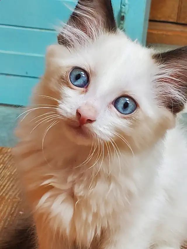 Lovely Ragdoll 'Swifty' kittens - Photo 7