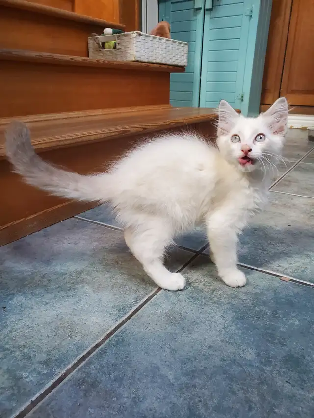 Lovely Ragdoll 'Swifty' kittens - Photo 8