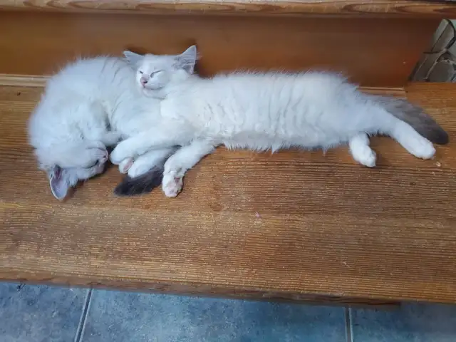 Lovely Ragdoll 'Swifty' kittens - Photo 9