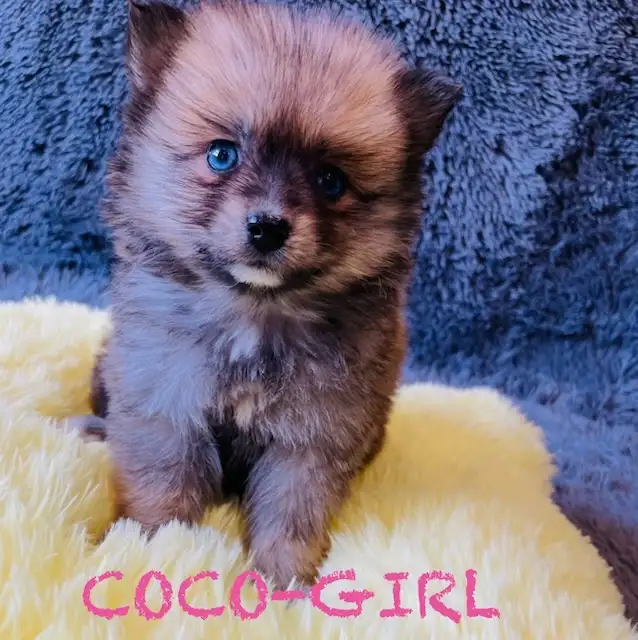 Pomeranian puppies ❤️Teddy Face❤️