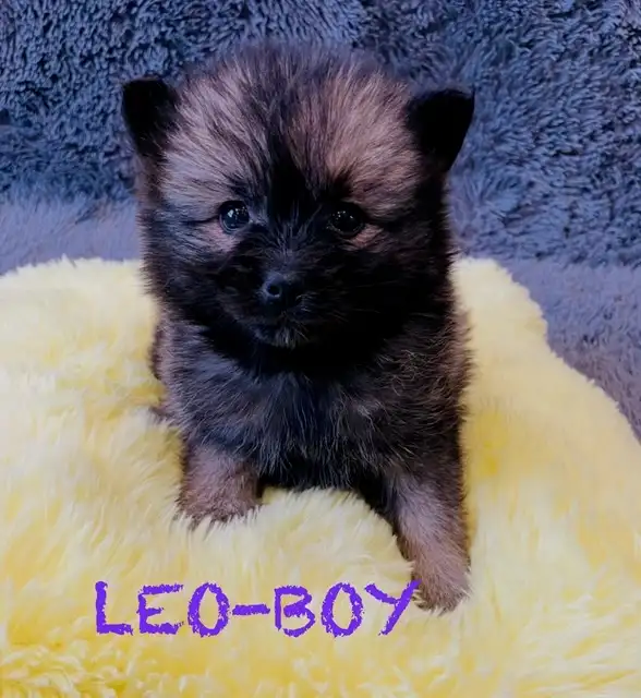 Pomeranian puppies ❤️Teddy Face❤️ - Photo 2