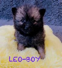 Pomeranian puppies ❤️Teddy Face❤️ - Photo 2