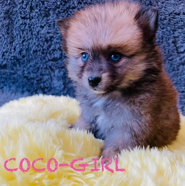 Pomeranian puppies ❤️Teddy Face❤️ - Photo 3