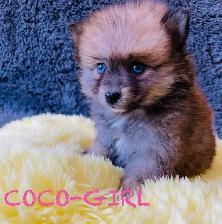 Pomeranian puppies ❤️Teddy Face❤️ - Photo 3
