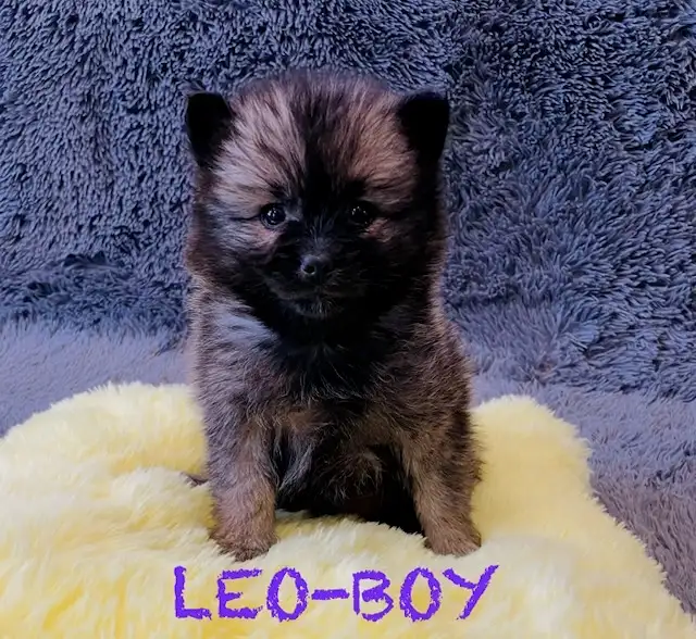 Pomeranian puppies ❤️Teddy Face❤️ - Photo 4