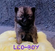 Pomeranian puppies ❤️Teddy Face❤️ - Photo 4