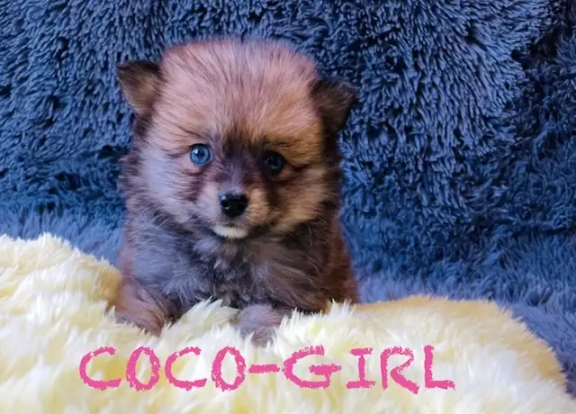 Pomeranian puppies ❤️Teddy Face❤️ - Photo 5