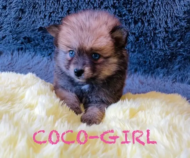 Pomeranian puppies ❤️Teddy Face❤️ - Photo 6