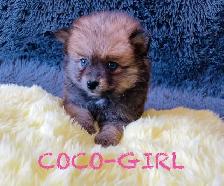 Pomeranian puppies ❤️Teddy Face❤️ - Photo 6