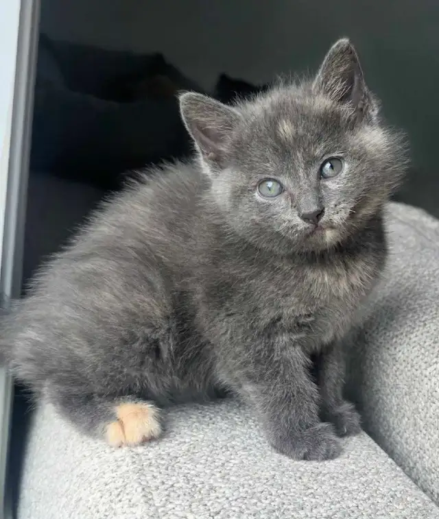 !!Dernier Chaton!! Vacciné/Vermifuger