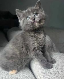 !!Dernier Chaton!! Vacciné/Vermifuger - Photo 2