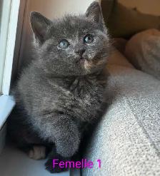 !!Dernier Chaton!! Vacciné/Vermifuger - Photo 3