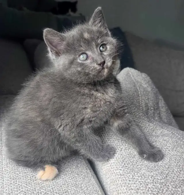 !!Dernier Chaton!! Vacciné/Vermifuger - Photo 5