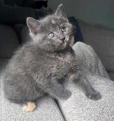 !!Dernier Chaton!! Vacciné/Vermifuger - Photo 5