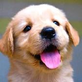 No.1 Dog Walking & Petsitting Services - Photo 4