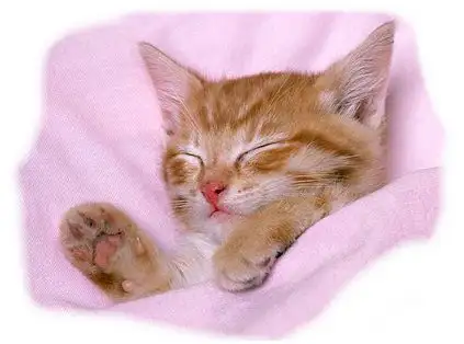 No.1 Dog Walking & Petsitting Services - Photo 7