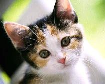 No.1 Dog Walking & Petsitting Services - Photo 9