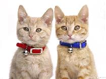 No.1 Dog Walking & Petsitting Services - Photo 10