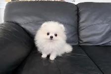 CKC TINY POMERANIAN