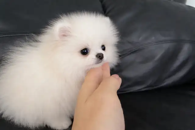 CKC TINY POMERANIAN - Photo 2