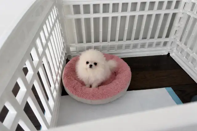 CKC TINY POMERANIAN - Photo 3