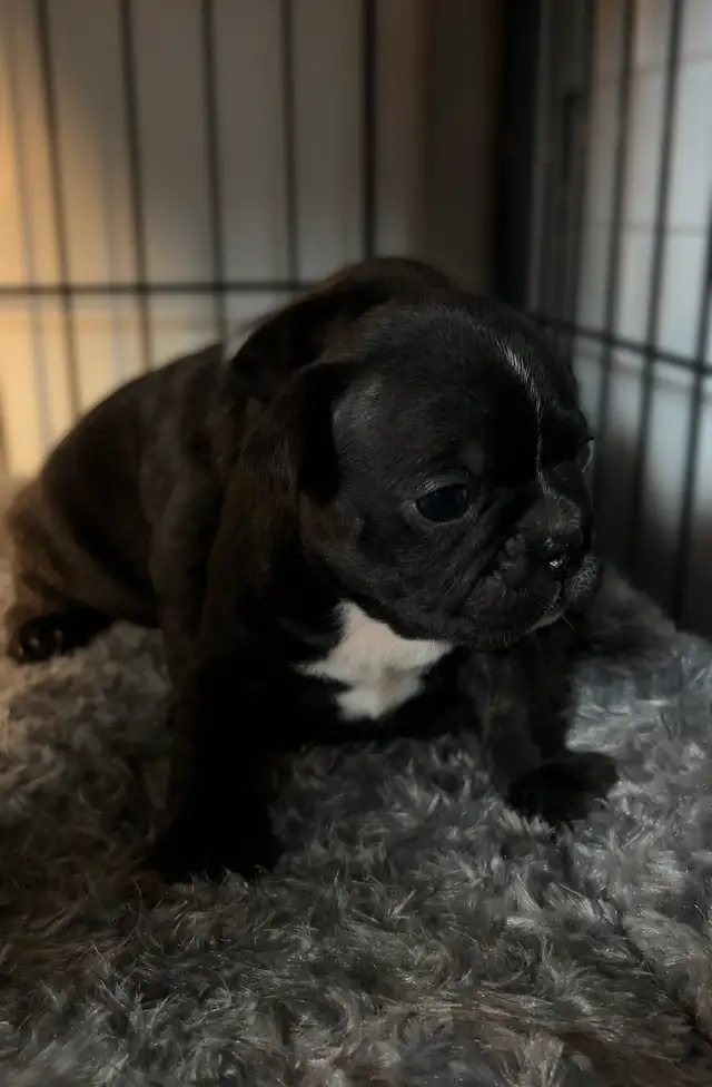 FRENCHTON PUPPIES ✨