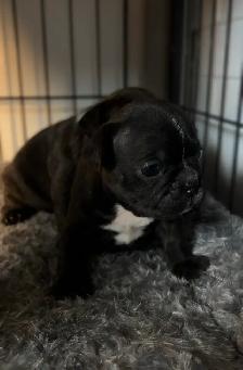 FRENCHTON PUPPIES ✨