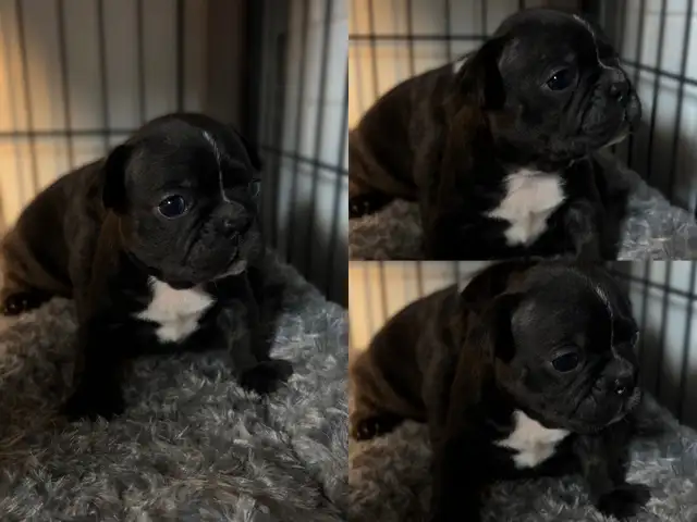 FRENCHTON PUPPIES ✨ - Photo 2