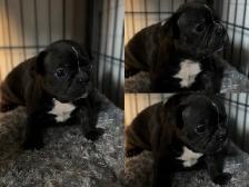 FRENCHTON PUPPIES ✨ - Photo 2