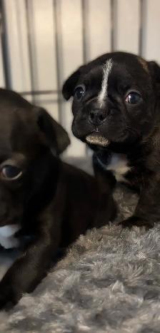 FRENCHTON PUPPIES ✨ - Photo 3