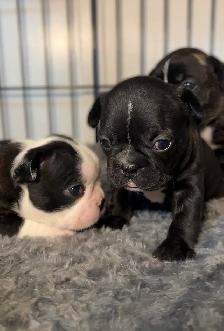 FRENCHTON PUPPIES ✨ - Photo 4