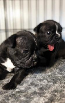 FRENCHTON PUPPIES ✨ - Photo 5